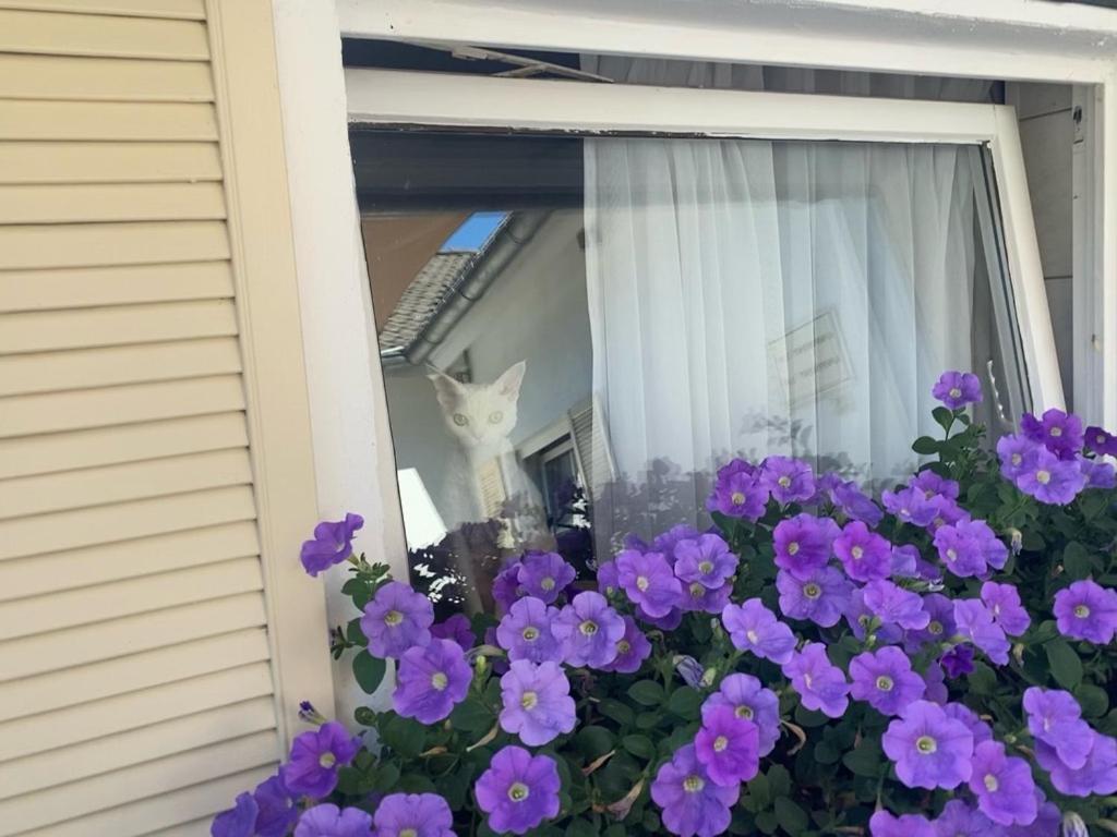 Wilsmann Apartmentvermietung Hövelhof المظهر الخارجي الصورة